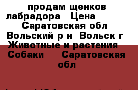 продам щенков лабрадора › Цена ­ 6 000 - Саратовская обл., Вольский р-н, Вольск г. Животные и растения » Собаки   . Саратовская обл.